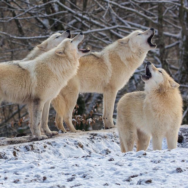 Parc animalier de Sainte-Croix